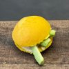 Panino alla curcuma